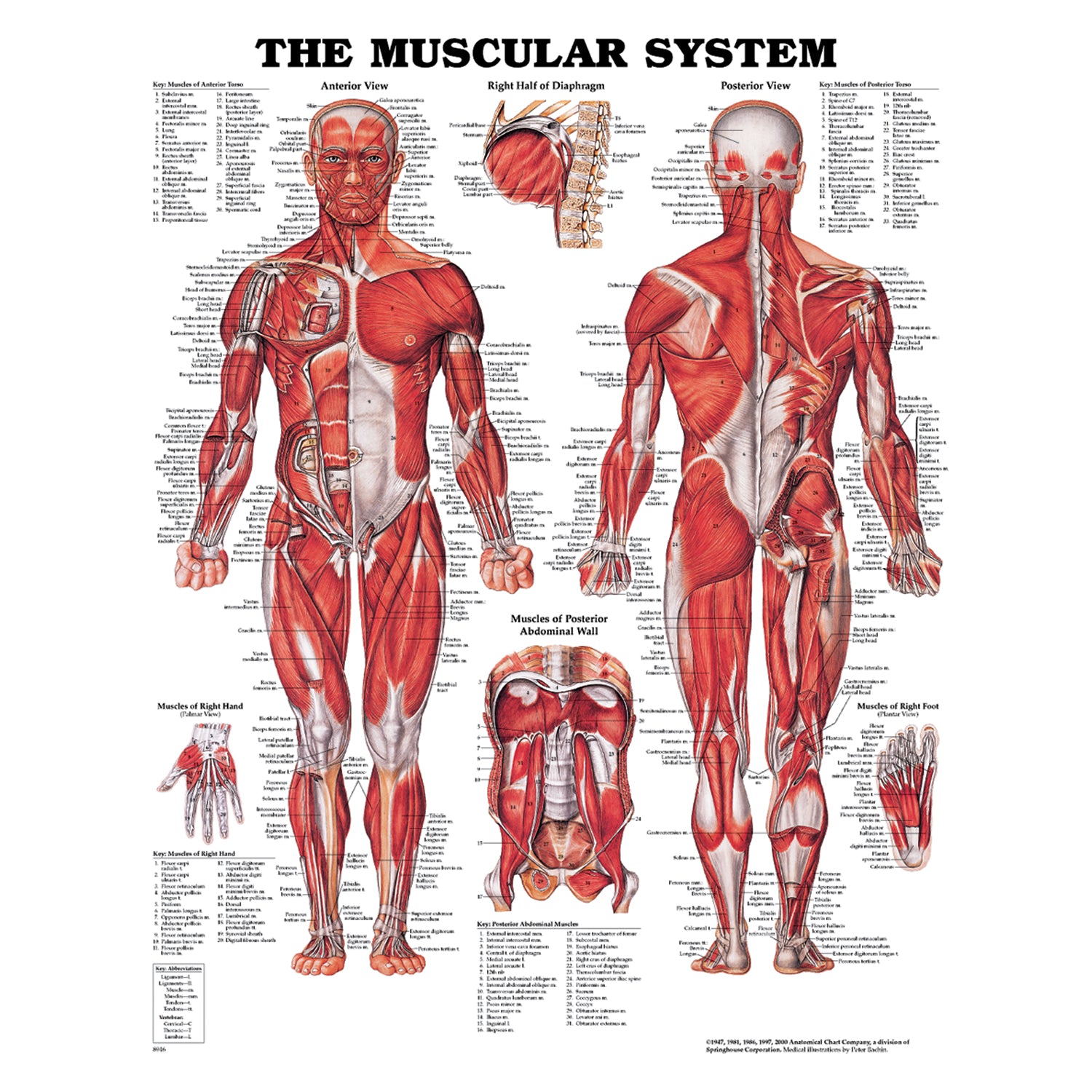 158779683X - Anatomical Chart Company - Muscular System, 19¾" x 26", Latex Free (LF) Styrene Plastic (026563) (DROP SHIP ONLY) , ea
