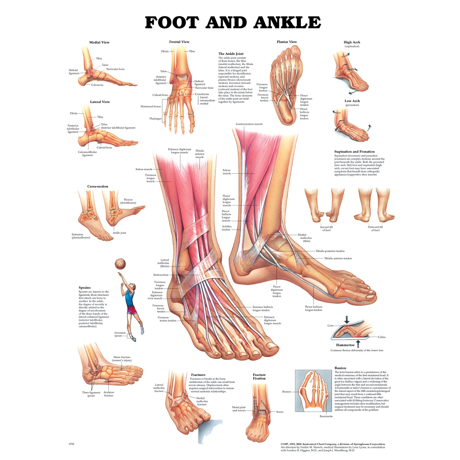 1587796864 - Anatomical Chart Company - Foot & Ankle, Styrene Plastic (026558) (DROP SHIP ONLY) , ea