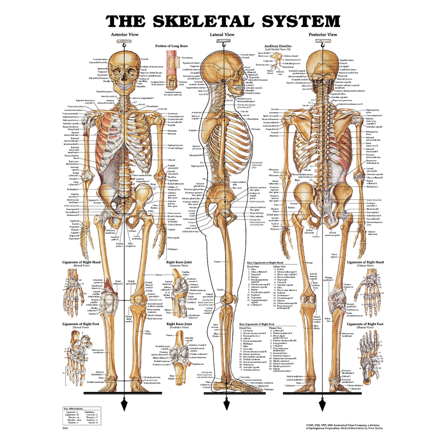 1587796821 - Anatomical Chart Company - Skeletal System, Plastic Styrene Plastic (026565) (DROP SHIP ONLY)    , ea