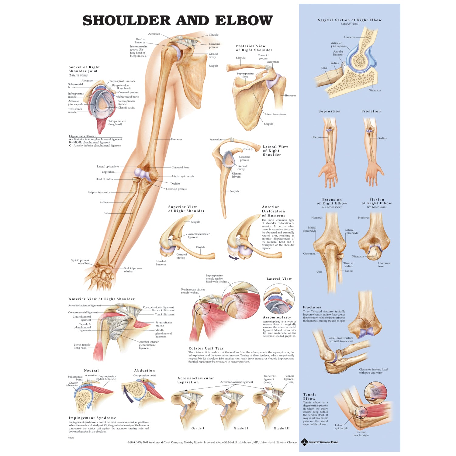 1587796856 - Anatomical Chart Company - Shoulder & Elbow, Styrene Plastic (026561) (DROP SHIP ONLY)    , ea