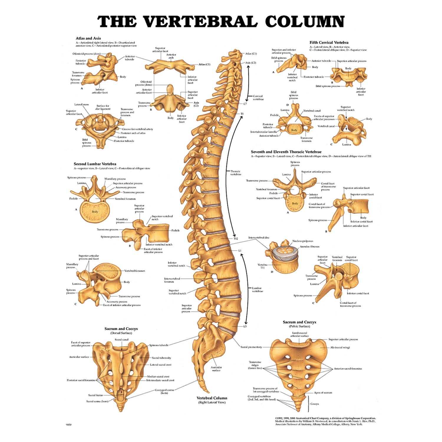 1587796899 - Anatomical Chart Company - Vertebral Column Chart, Styrene Plastic (026566) (DROP SHIP ONLY)    , ea