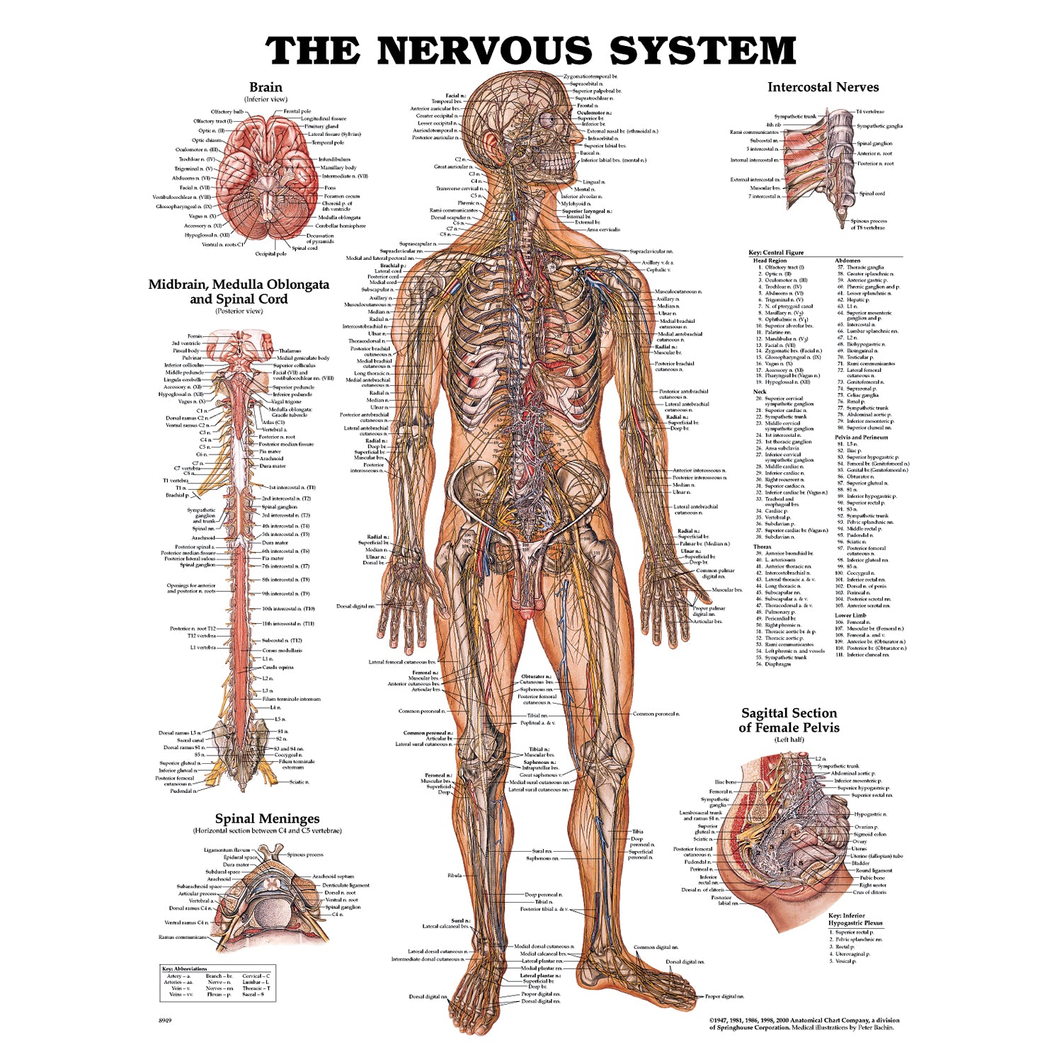 1587796902 - Anatomical Chart Company - Nervous System Chart, Styrene Plastic (026564) (DROP SHIP ONLY)    , ea