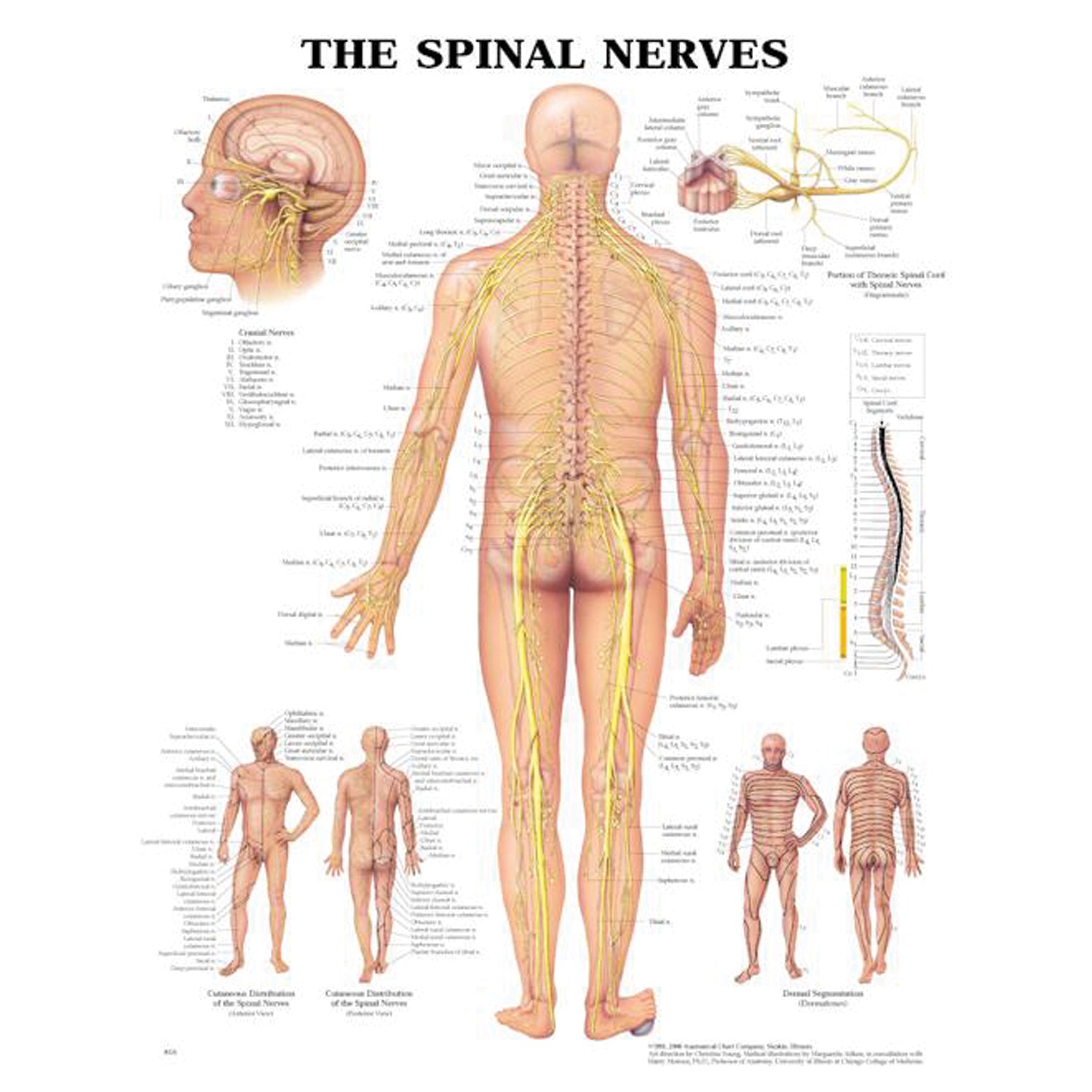 1587796910 - Anatomical Chart Company - Spinal Nerves Chart, Styrene Plastic (026594) (DROP SHIP ONLY)    , ea