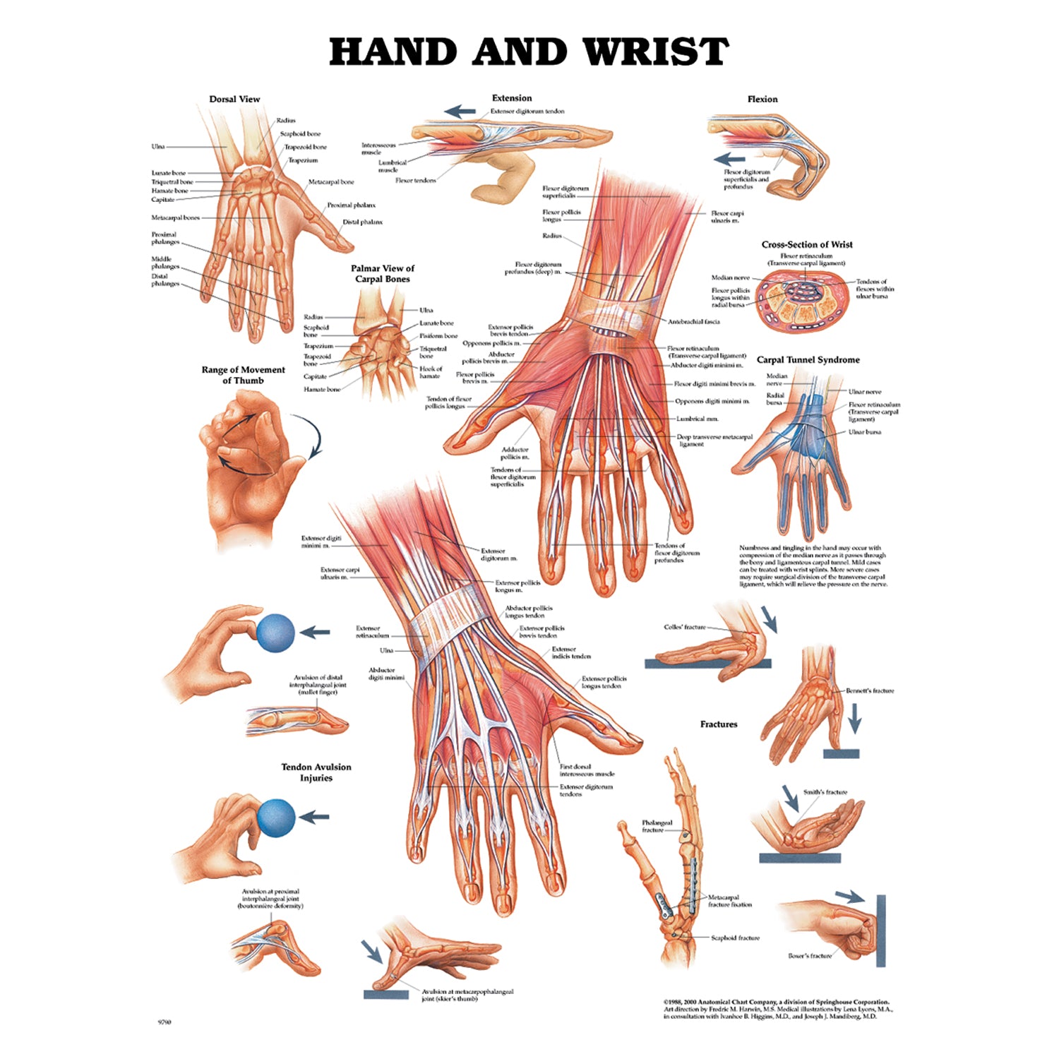 1587796945 - Anatomical Chart Company - Hand & Wrist Chart, Styrene Plastic (026559) (DROP SHIP ONLY)    , ea